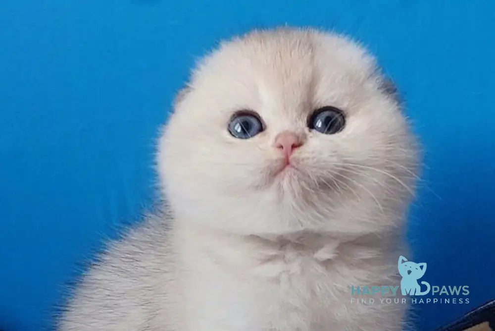 Koral Scottish Fold male black silver shaded - live animals