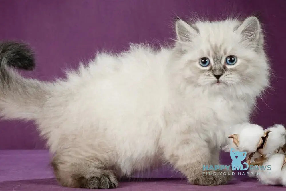 Koritsa Siberian female black tabby pointed live animals