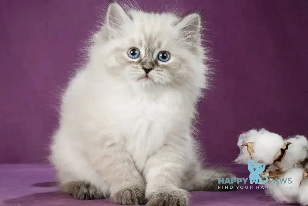 Koritsa Siberian female black tabby pointed live animals