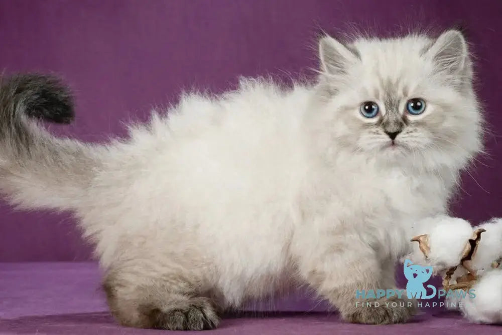 Koritsa Siberian female black tabby pointed live animals