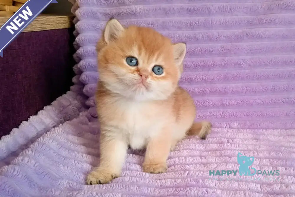 Koritza British Shorthair female black golden shaded live animals