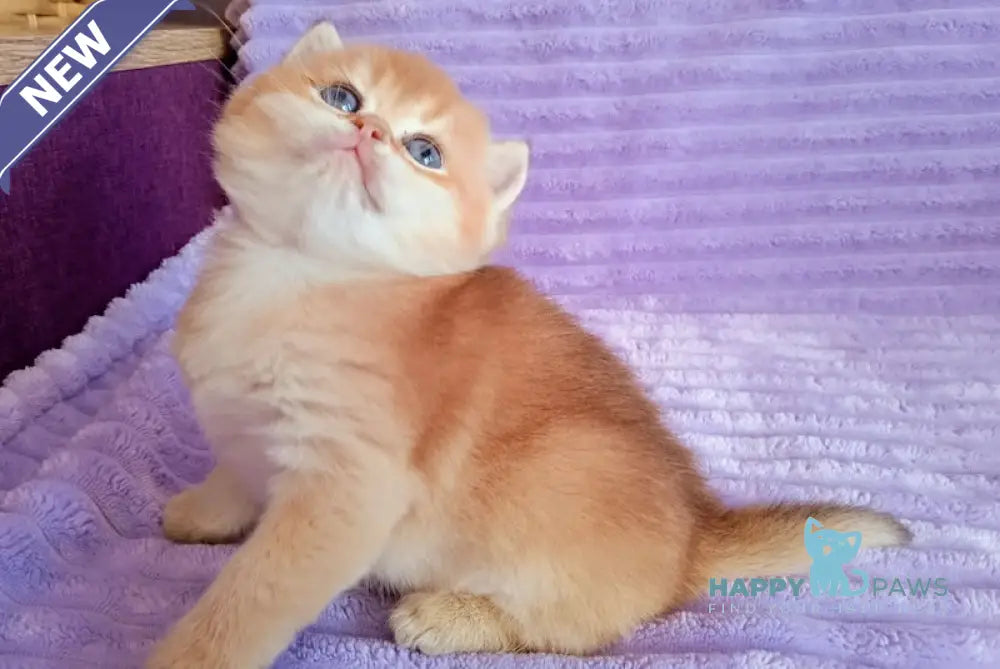 Koritza British Shorthair female black golden shaded live animals