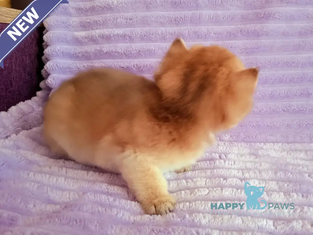 Koritza British Shorthair female black golden shaded live animals