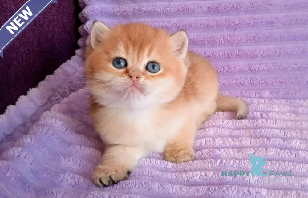 Koritza British Shorthair female black golden shaded live animals
