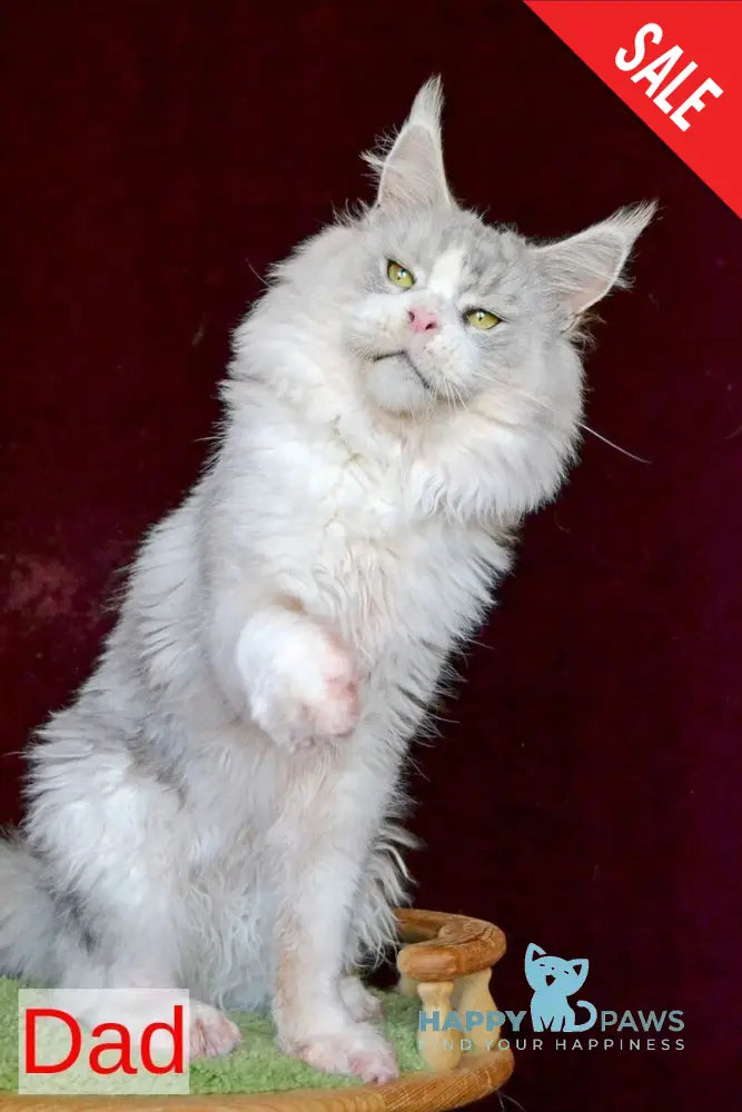 Korol Maine Coon male blue silver bicolour tabby live animals