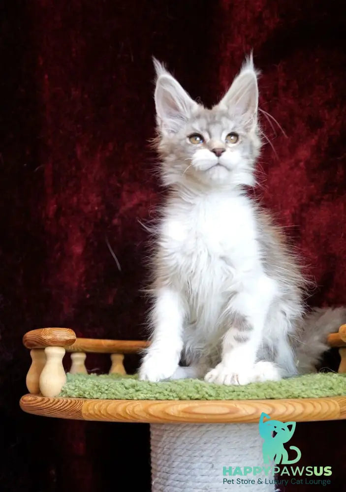 Korol Maine Coon male blue silver bicolour tabby live animals