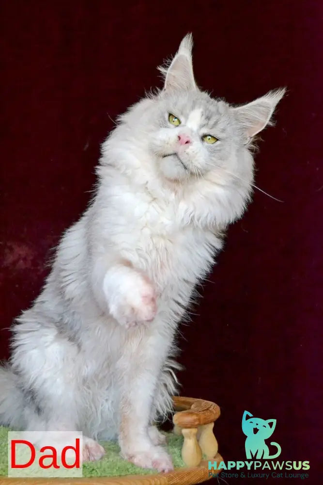 Korol Maine Coon male blue silver bicolour tabby live animals