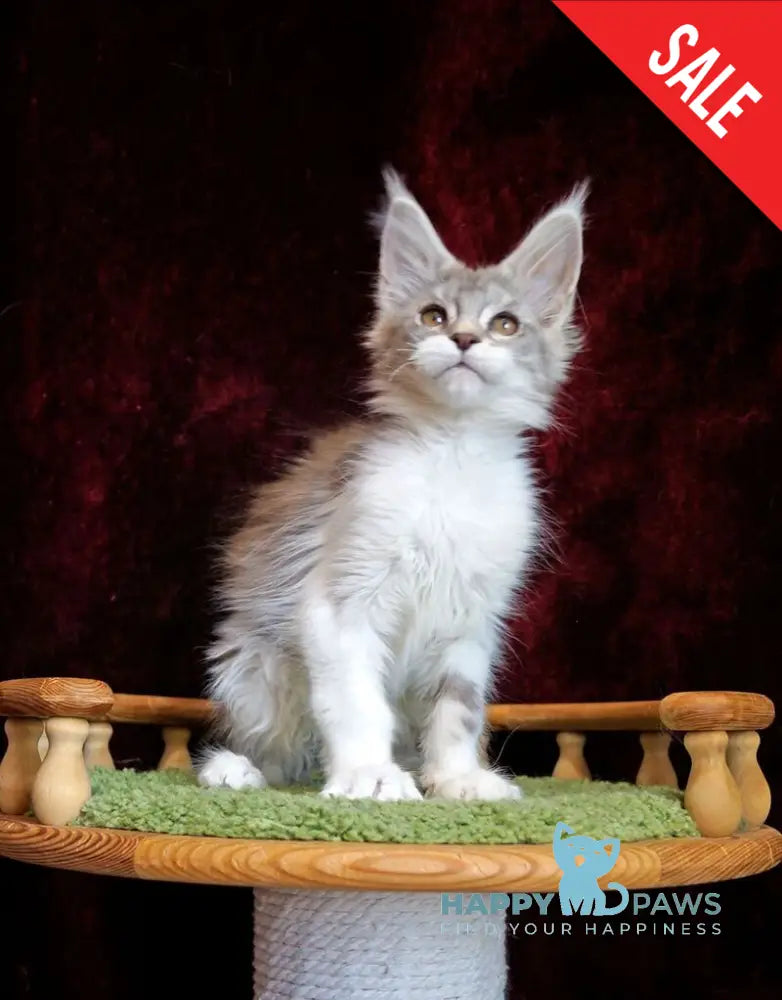Korol Maine Coon male blue silver bicolour tabby live animals