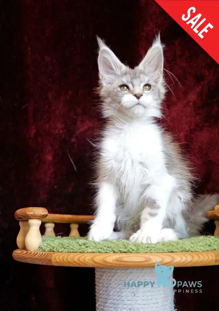 Korol Maine Coon male blue silver bicolour tabby live animals