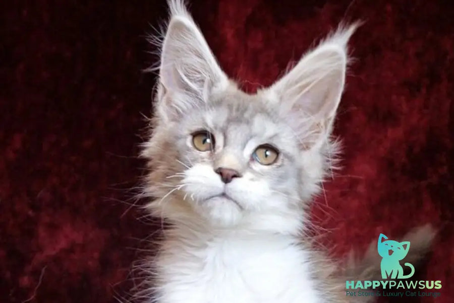 Korol Maine Coon male blue silver bicolour tabby live animals