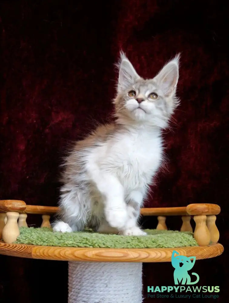 Korol Maine Coon male blue silver bicolour tabby live animals