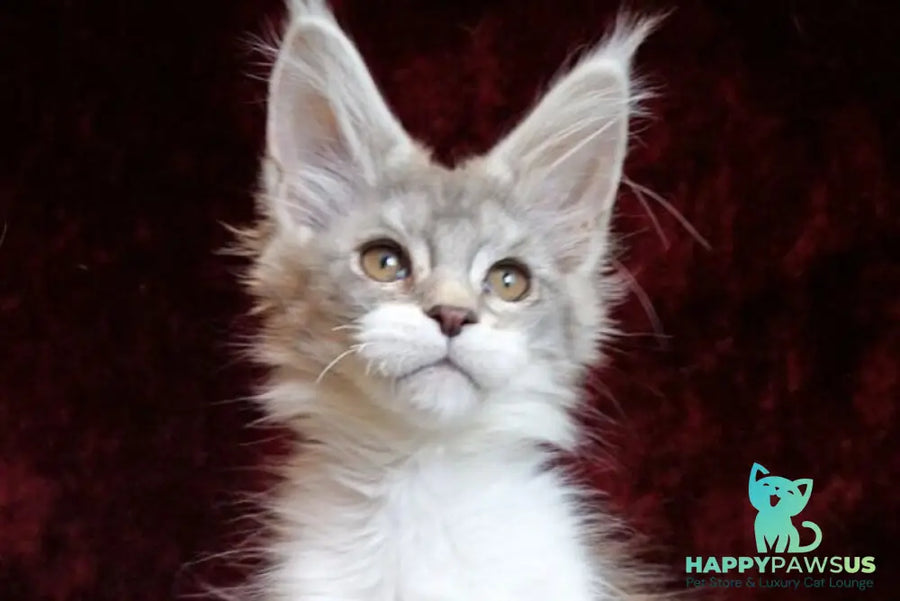 Korol Maine Coon male blue silver bicolour tabby live animals