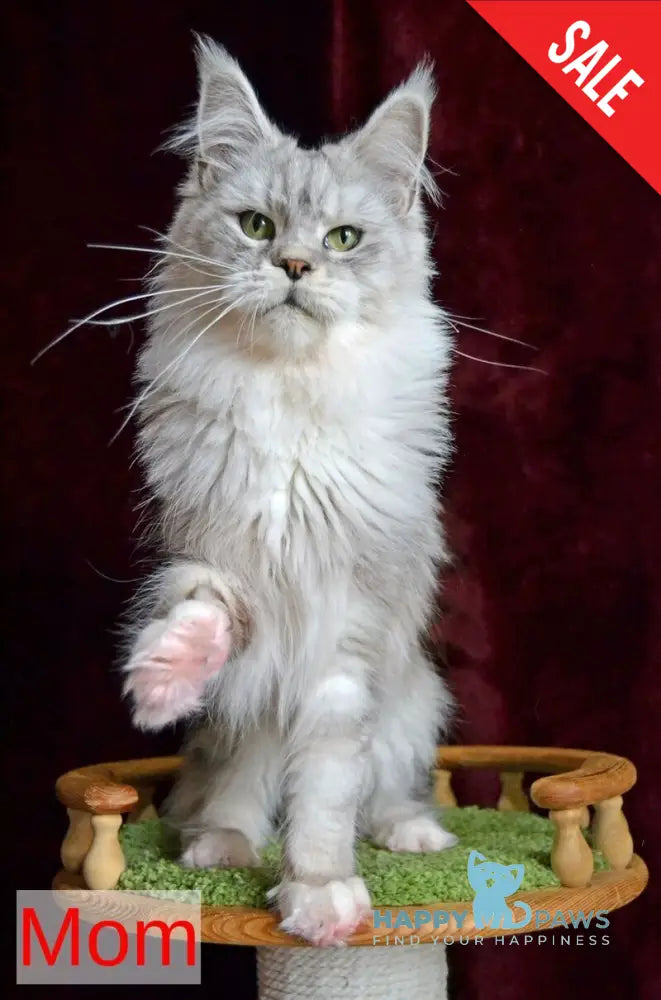 Korol Maine Coon male blue silver bicolour tabby live animals