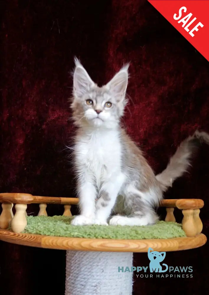 Korol Maine Coon male blue silver bicolour tabby live animals