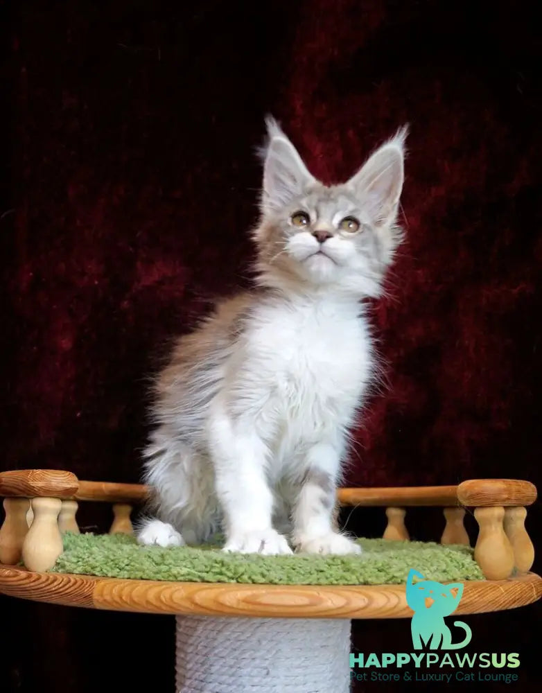 Korol Maine Coon male blue silver bicolour tabby - live animals