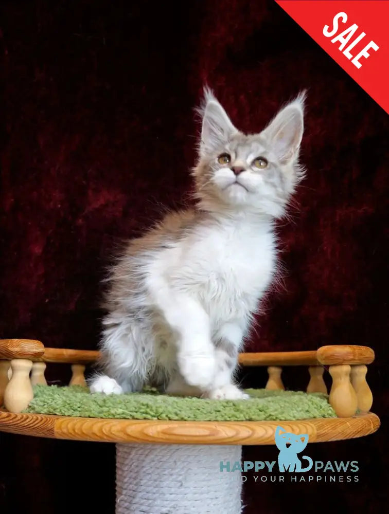 Korol Maine Coon male blue silver bicolour tabby live animals