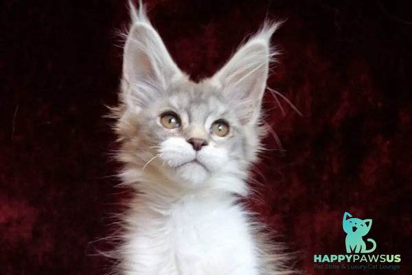 Korol Maine Coon male blue silver bicolour tabby - live animals