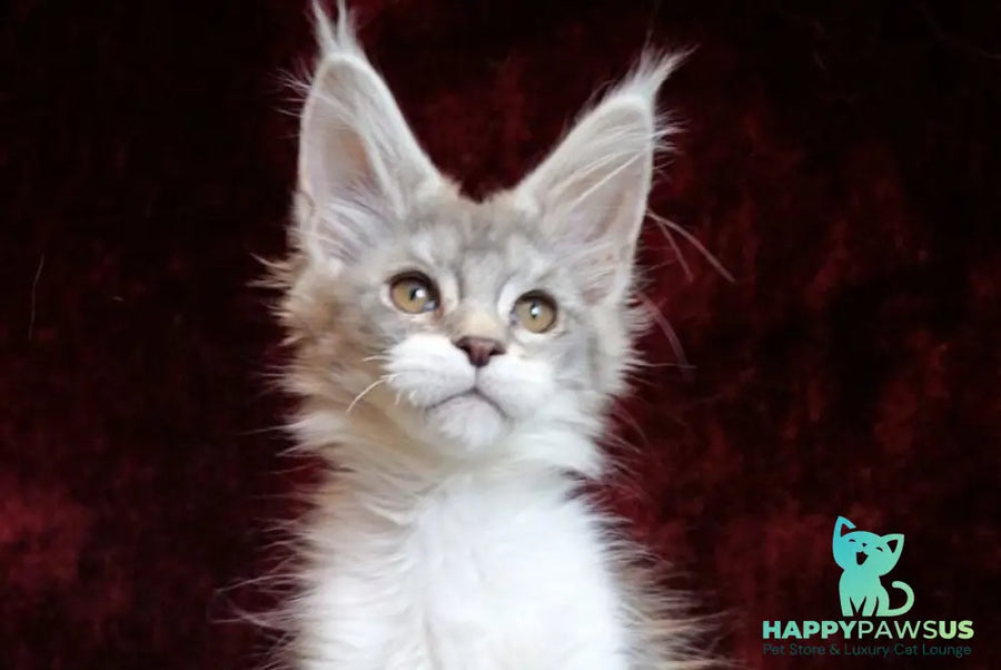 Korol Maine Coon male blue silver bicolour tabby - live animals