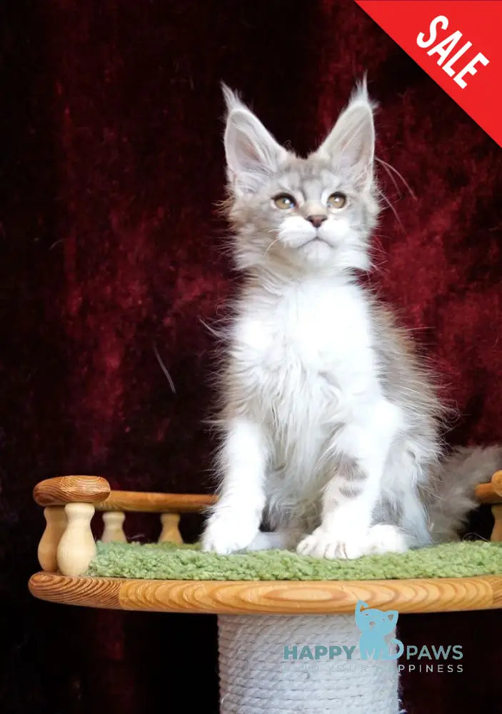 Korol Maine Coon male blue silver bicolour tabby - live animals