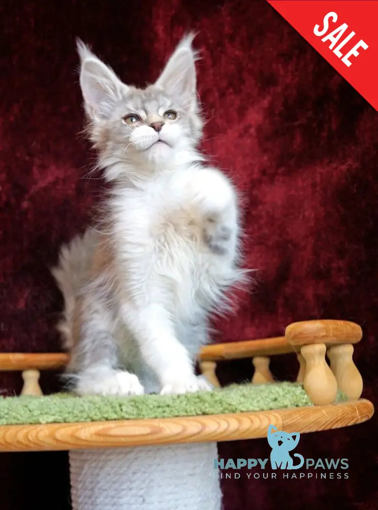 Korol Maine Coon male blue silver bicolour tabby live animals