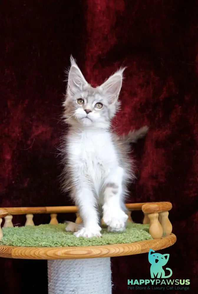 Korol Maine Coon male blue silver bicolour tabby - live animals