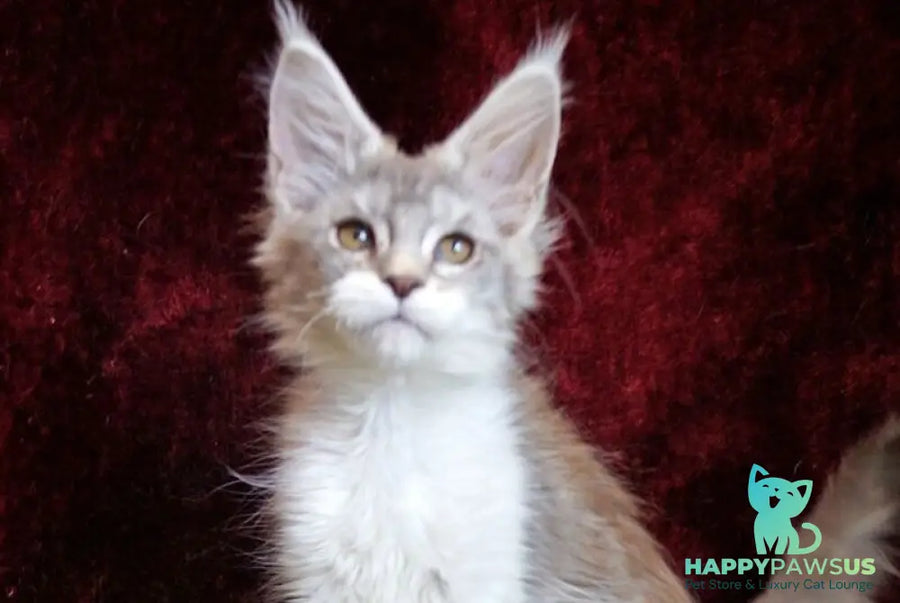 Korol Maine Coon male blue silver bicolour tabby - live animals