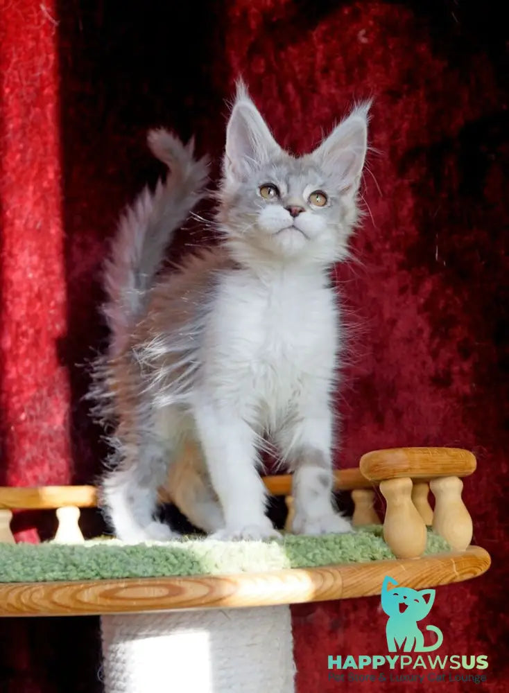 Korol Maine Coon male blue silver bicolour tabby - live animals