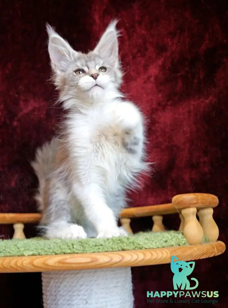 Korol Maine Coon male blue silver bicolour tabby live animals