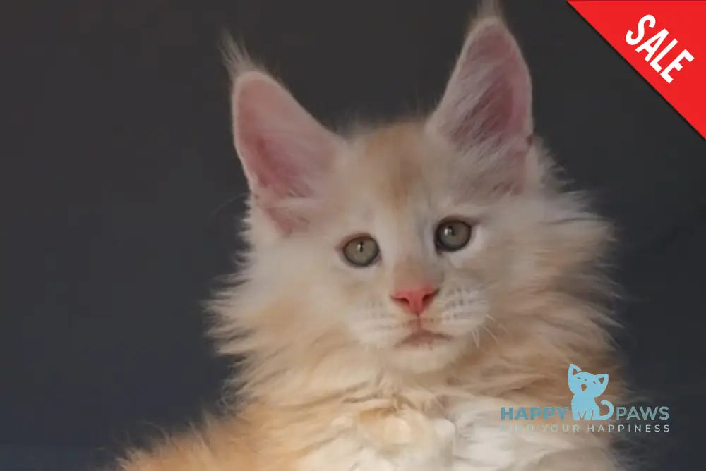 Korolevich Maine Coon male cream silver - live animals