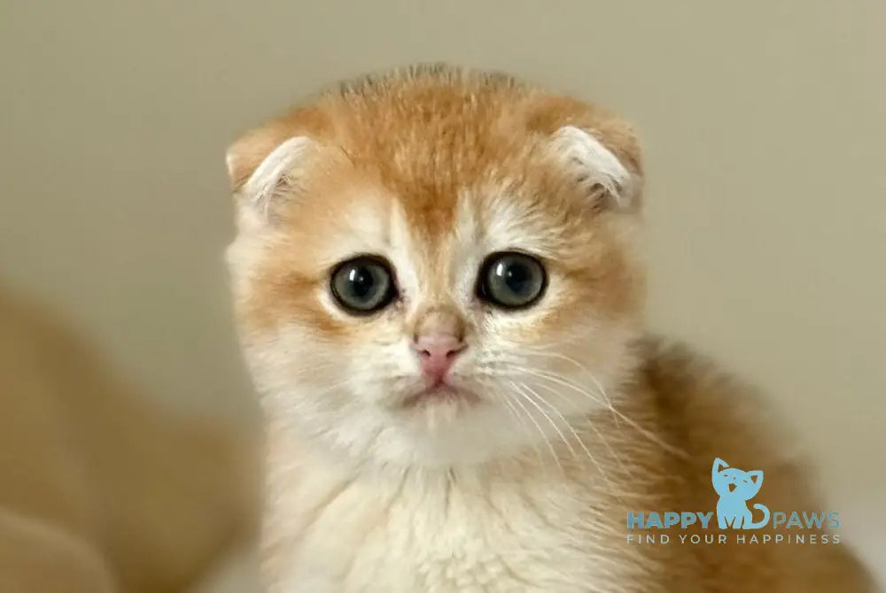 Korra Scottish Fold female black golden chinchilla live animals