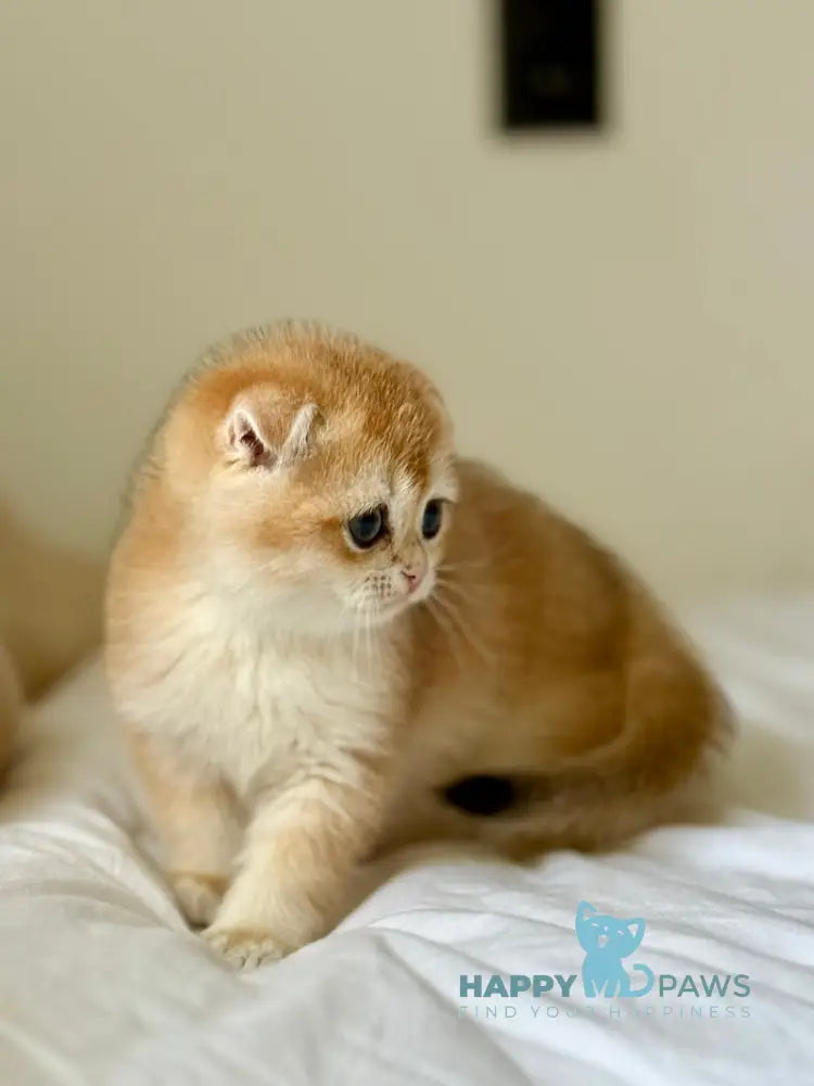 Korra Scottish Fold female black golden chinchilla live animals