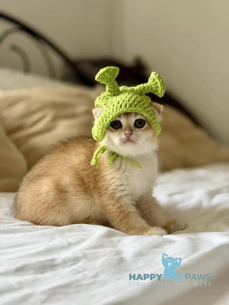 Korra Scottish Fold female black golden chinchilla live animals