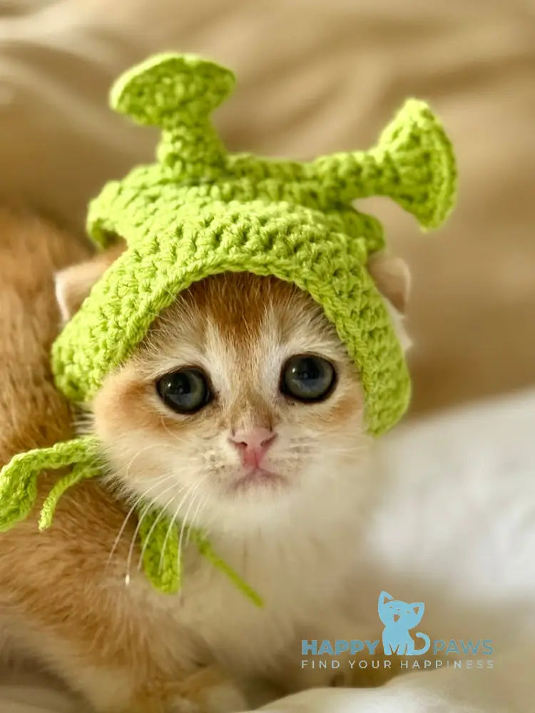 Korra Scottish Fold female black golden chinchilla live animals