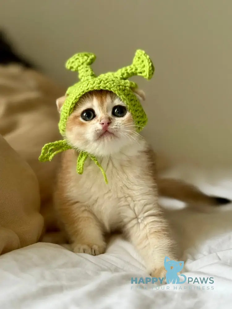 Korra Scottish Fold female black golden chinchilla live animals