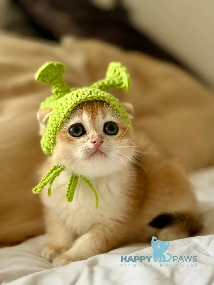 Korra Scottish Fold female black golden chinchilla live animals