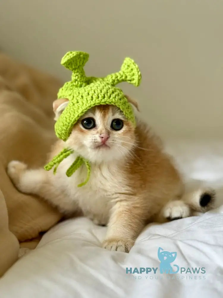 Korra Scottish Fold female black golden chinchilla live animals