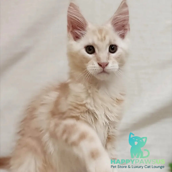 Korzhik Maine Coon male red silver tabby - live animals