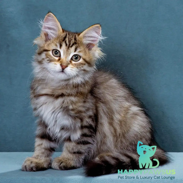 Korzhik Siberian male black spotted tabby - live animals