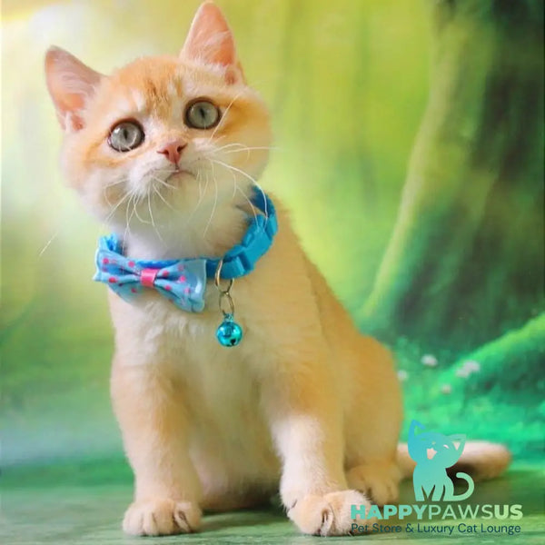 Kosmos British Shorthair male chocolate golden chinchilla - live animals