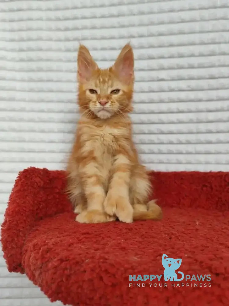 Kot Begimot Maine Coon polydactyl male red live animals
