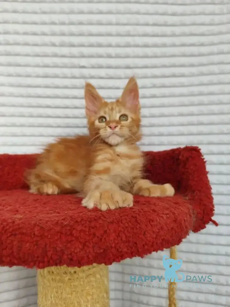 Kot Begimot Maine Coon polydactyl male red live animals