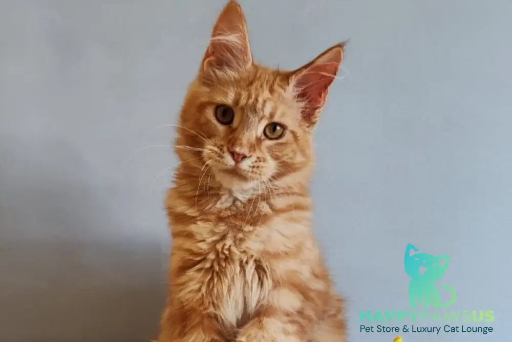 Kot Begimot Maine Coon polydactyl male red - live animals