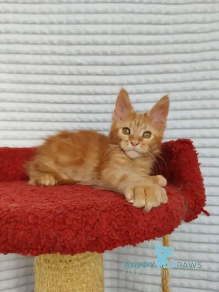 Kot Begimot Maine Coon polydactyl male red live animals