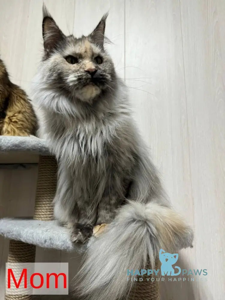 Kot Begimot Maine Coon polydactyl male red live animals