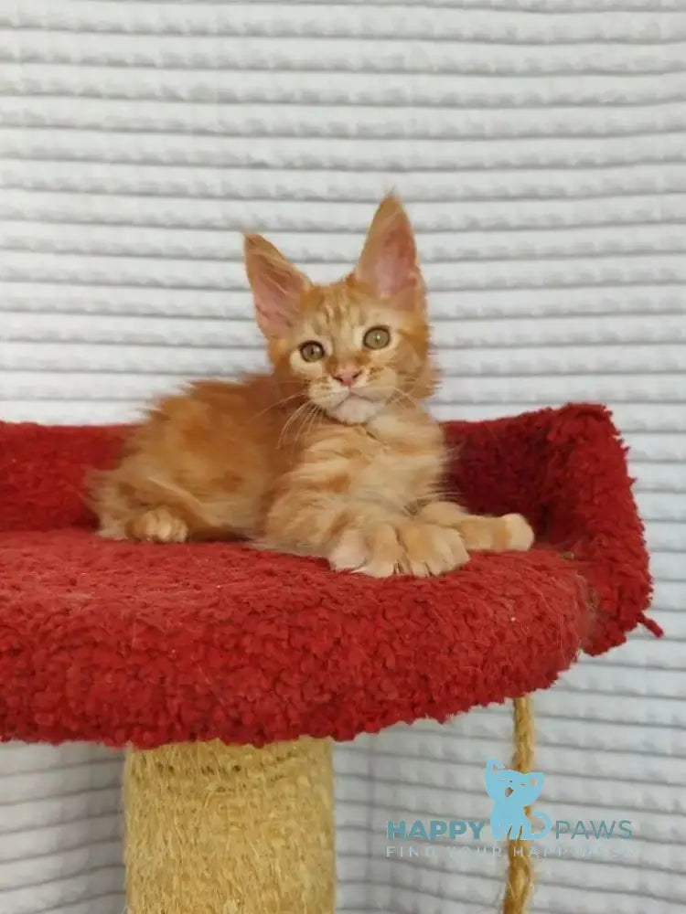 Kot Begimot Maine Coon polydactyl male red live animals