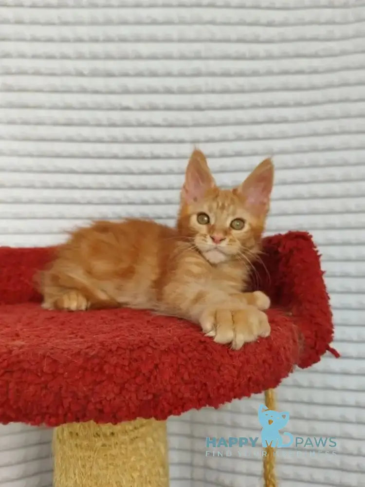 Kot Begimot Maine Coon polydactyl male red live animals