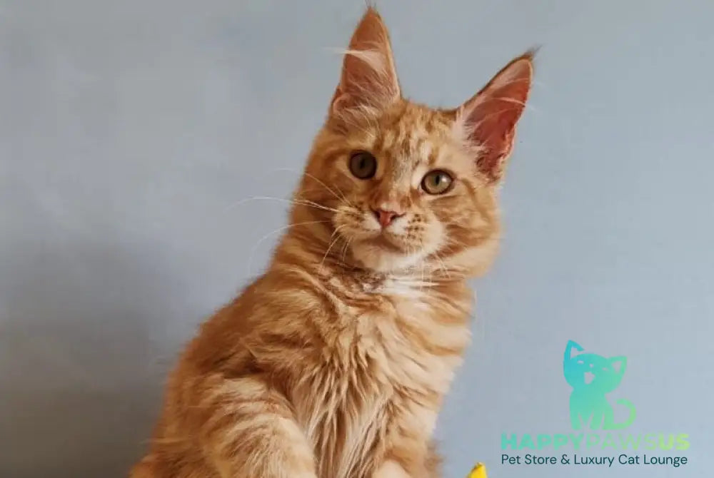 Kot Begimot Maine Coon polydactyl male red - live animals