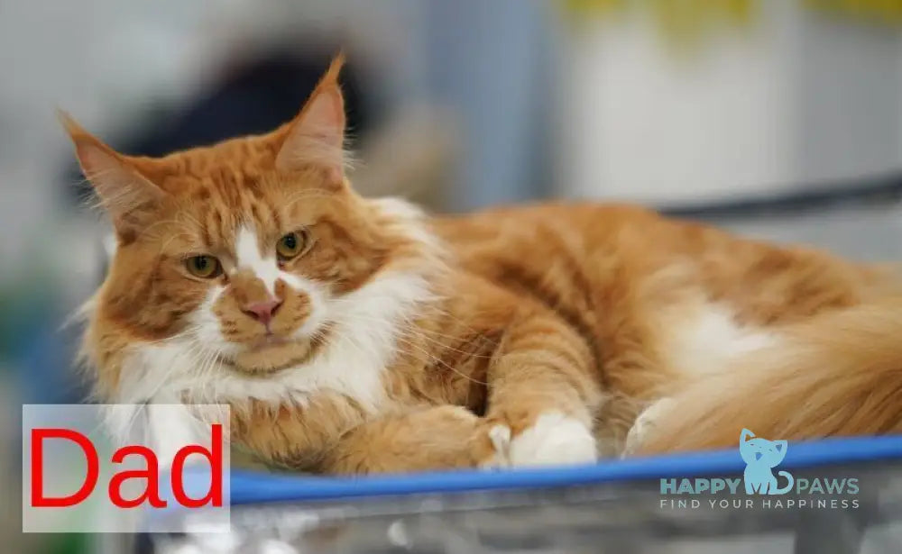 Kot Begimot Maine Coon polydactyl male red live animals