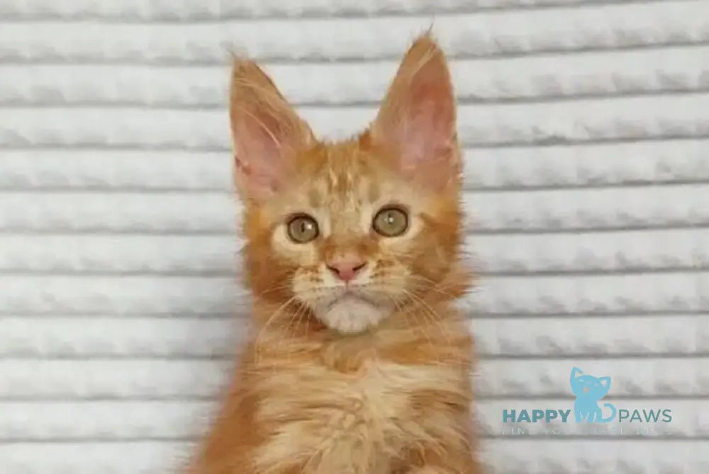 Kot Begimot Maine Coon polydactyl male red live animals