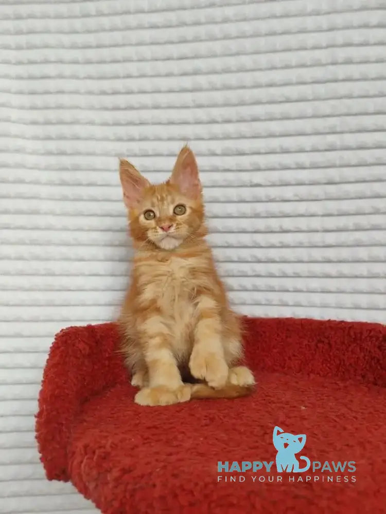 Kot Begimot Maine Coon polydactyl male red live animals